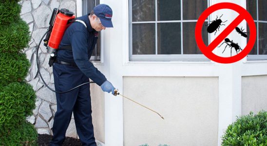 Kilimli Kemirgen İlaçlama böcek ilaçlama ve haşere kontrolü — ilaclama-tr.com